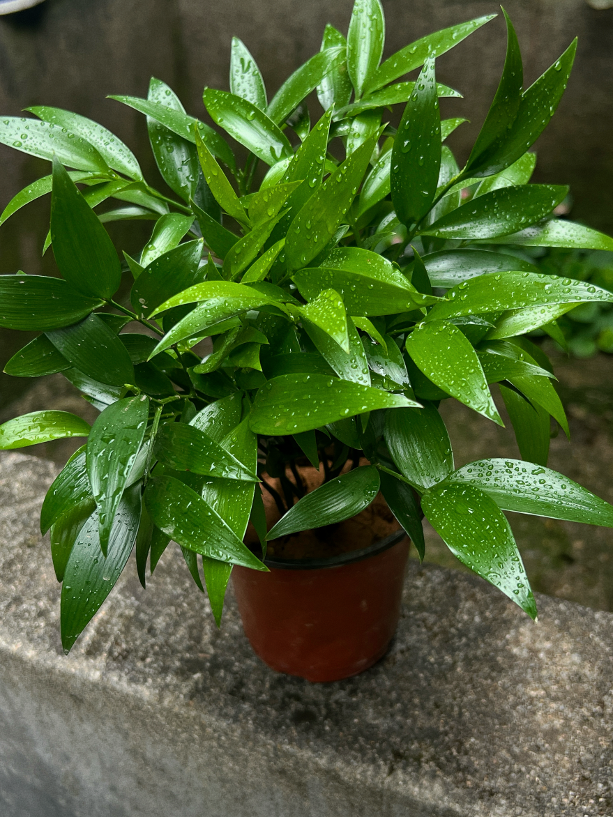 驱蚊竹柏水培植物盆栽绿萝花卉室内花鲜花办公室绿植发财树吸甲醛